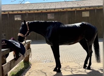 Ucraino / Ucraino da Sella, Giumenta, 7 Anni, 162 cm, Morello