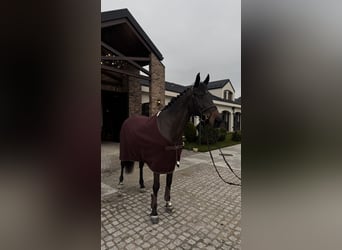 Ucraino / Ucraino da Sella, Giumenta, 7 Anni, 164 cm