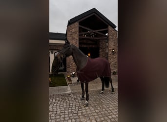 Ucraino / Ucraino da Sella, Giumenta, 7 Anni, 164 cm