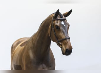 Ucraino / Ucraino da Sella, Giumenta, 9 Anni, 171 cm