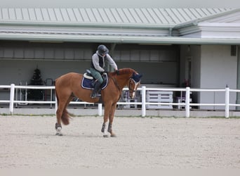 Ucraino / Ucraino da Sella, Stallone, 9 Anni, 166 cm, Sauro