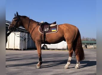 Ucraino / Ucraino da Sella, Stallone, 9 Anni, 166 cm, Sauro