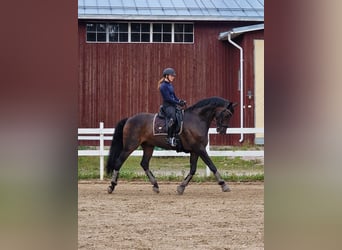 Ucraniano, Caballo castrado, 13 años, 175 cm, Castaño oscuro