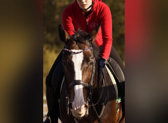 Ucraniano, Caballo castrado, 15 años, Castaño rojizo