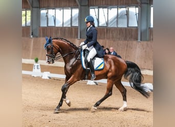 Ucraniano, Caballo castrado, 15 años, Castaño rojizo