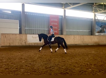 Ucraniano, Caballo castrado, 15 años, Negro