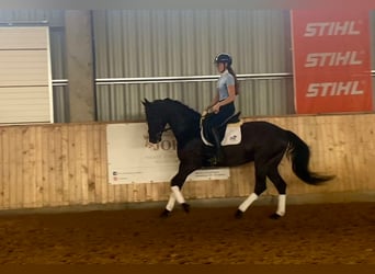 Ucraniano, Caballo castrado, 15 años, Negro