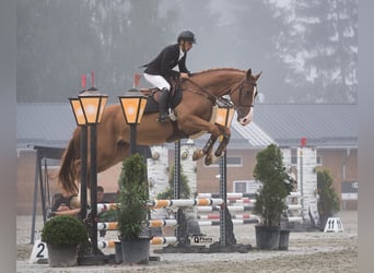 Ucraniano, Caballo castrado, 4 años, 172 cm, Alazán-tostado