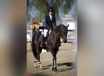 Ucraniano, Caballo castrado, 5 años, 163 cm, Castaño oscuro