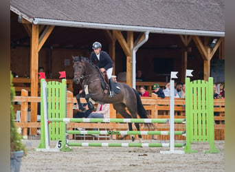 Ucraniano, Caballo castrado, 5 años, 163 cm, Castaño oscuro