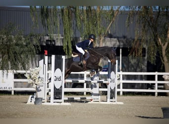 Ucraniano, Caballo castrado, 5 años, 163 cm, Castaño oscuro