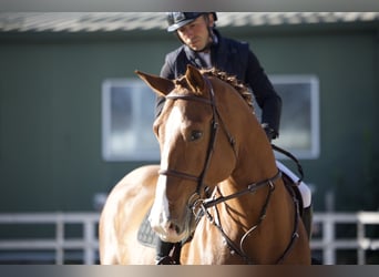 Ucraniano, Caballo castrado, 5 años, 172 cm, Alazán-tostado