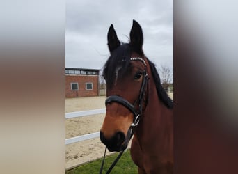 Ucraniano, Caballo castrado, 6 años, 150 cm, Castaño