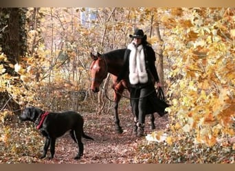 Ucraniano, Caballo castrado, 6 años, 155 cm, Castaño