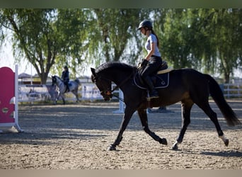 Ucraniano, Caballo castrado, 6 años, 163 cm, Castaño oscuro