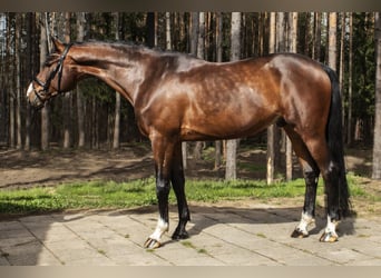 Ucraniano, Caballo castrado, 6 años, 170 cm, Castaño rojizo