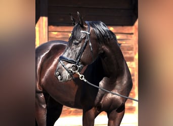 Ucraniano, Caballo castrado, 6 años, 170 cm, Negro