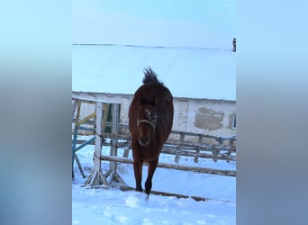 Ucraniano, Caballo castrado, 7 años, 164 cm, Castaño