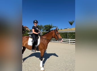 Ucraniano, Caballo castrado, 7 años, 165 cm, Castaño rojizo