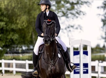 Ucraniano, Caballo castrado, 7 años, 170 cm, Morcillo