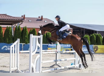 Ucraniano, Caballo castrado, 8 años, 167 cm, Alazán-tostado