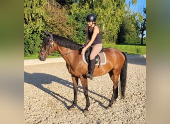 Ucraniano, Caballo castrado, 9 años, 162 cm, Castaño rojizo