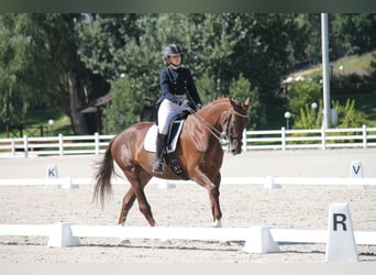 Ucraniano, Yegua, 13 años, 173 cm, Red Dun/Cervuno