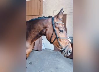 Ucraniano Mestizo, Yegua, 4 años, 165 cm, Castaño oscuro