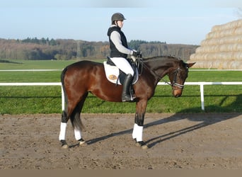 Ucraniano, Yegua, 5 años, 167 cm, Castaño