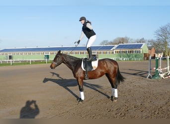 Ucraniano, Yegua, 6 años, 167 cm, Castaño