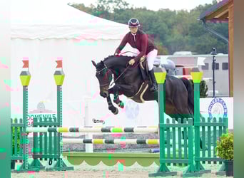 Ucraniano, Yegua, 7 años, 164 cm, Castaño oscuro