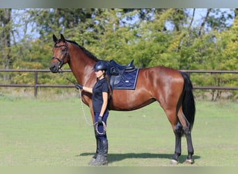 Ucraniano Mestizo, Yegua, 7 años, 175 cm, Castaño claro