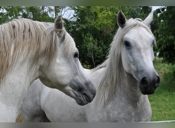 Camargue, Hengst, 17 Jahre, 147 cm, Schimmel