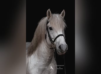 Camargue, Hengst, 17 Jahre, 147 cm, Schimmel