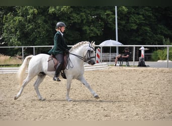 Camargue, Stallion, 16 years, 14.1 hh, Gray