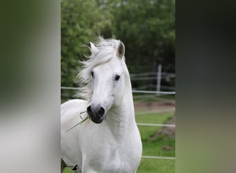 Camargue, Stallion, 17 years, 14,1 hh, Grey