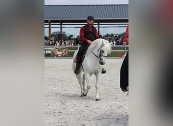 Camargue, Stallion, 17 years, 14,1 hh, Grey