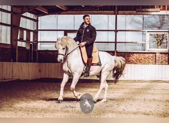 Camargue, Stallone, 18 Anni, 147 cm, Grigio
