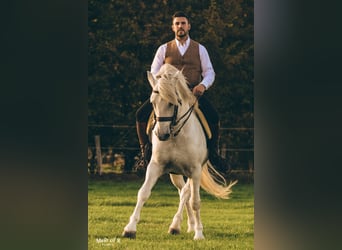 Camargue, Stallone, 18 Anni, 147 cm, Grigio