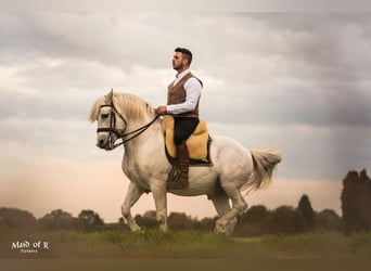 Camargue, Stallone, 18 Anni, 147 cm, Grigio