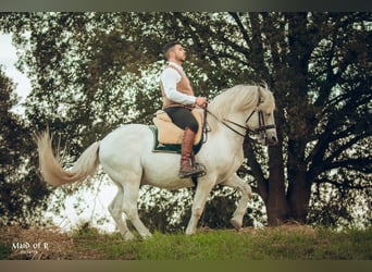 Camargue, Stallone, 18 Anni, 147 cm, Grigio