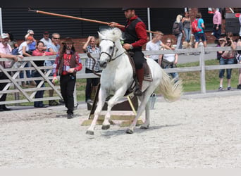 Camargue, Stallone, 18 Anni, 147 cm, Grigio
