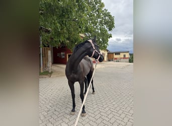 Ukrainer, Hengst, 6 Jahre, 163 cm, Rappe