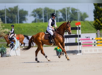 Ukrainer, Stute, 10 Jahre, 165 cm, Fuchs