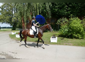 Ukrainer, Stute, 5 Jahre, 161 cm, Brauner