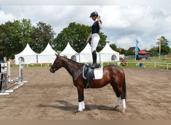 Ukrainer, Stute, 5 Jahre, 161 cm, Brauner