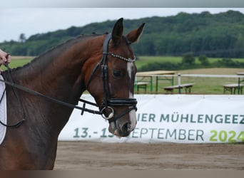 Ukrainer, Stute, 5 Jahre, 161 cm, Brauner