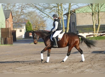 Ukrainer, Stute, 5 Jahre, 167 cm, Brauner