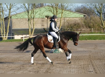 Ukrainer, Stute, 5 Jahre, 167 cm, Brauner