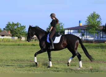 Ukrainer Mix, Stute, 9 Jahre, 177 cm, Rappe